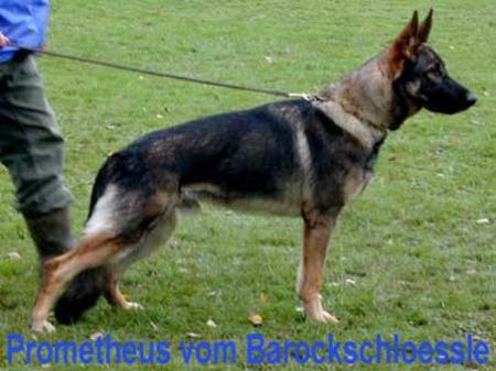 Prometheus vom Barockschlößle | German Shepherd Dog 