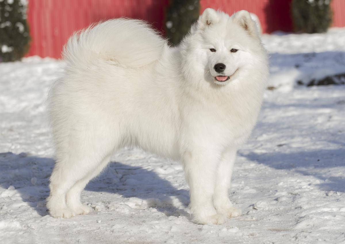 INDIGO PRIME COGNOMINE CIRILLA KOT`S | Samoyed 