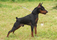 Multatuli JIVAGO | Miniature Pinscher 