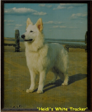 Heidi's White Tracker | White Swiss Shepherd Dog 