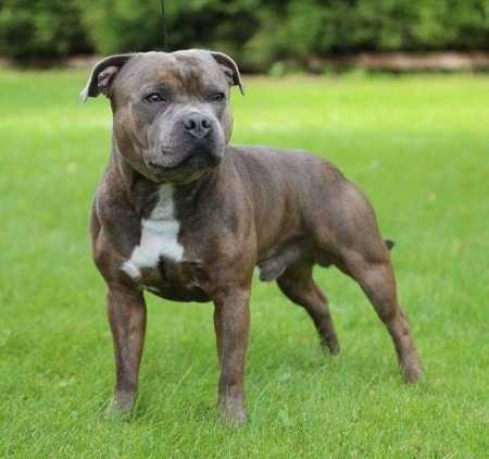 Brave Spirit Nano Overlord | Staffordshire Bull Terrier 