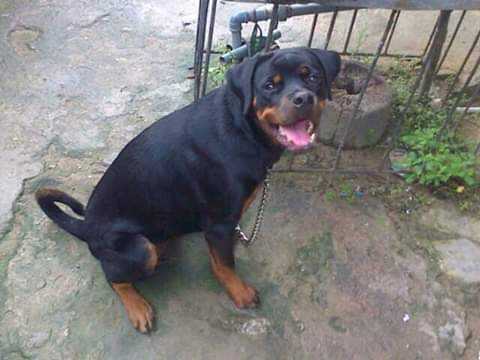 Velma of Kimix | Rottweiler 