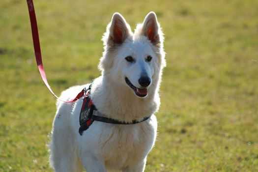 Manhattan de la Grange aux Blancs | White Swiss Shepherd Dog 