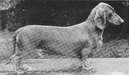 Potsdown Cruiser | Dachshund 