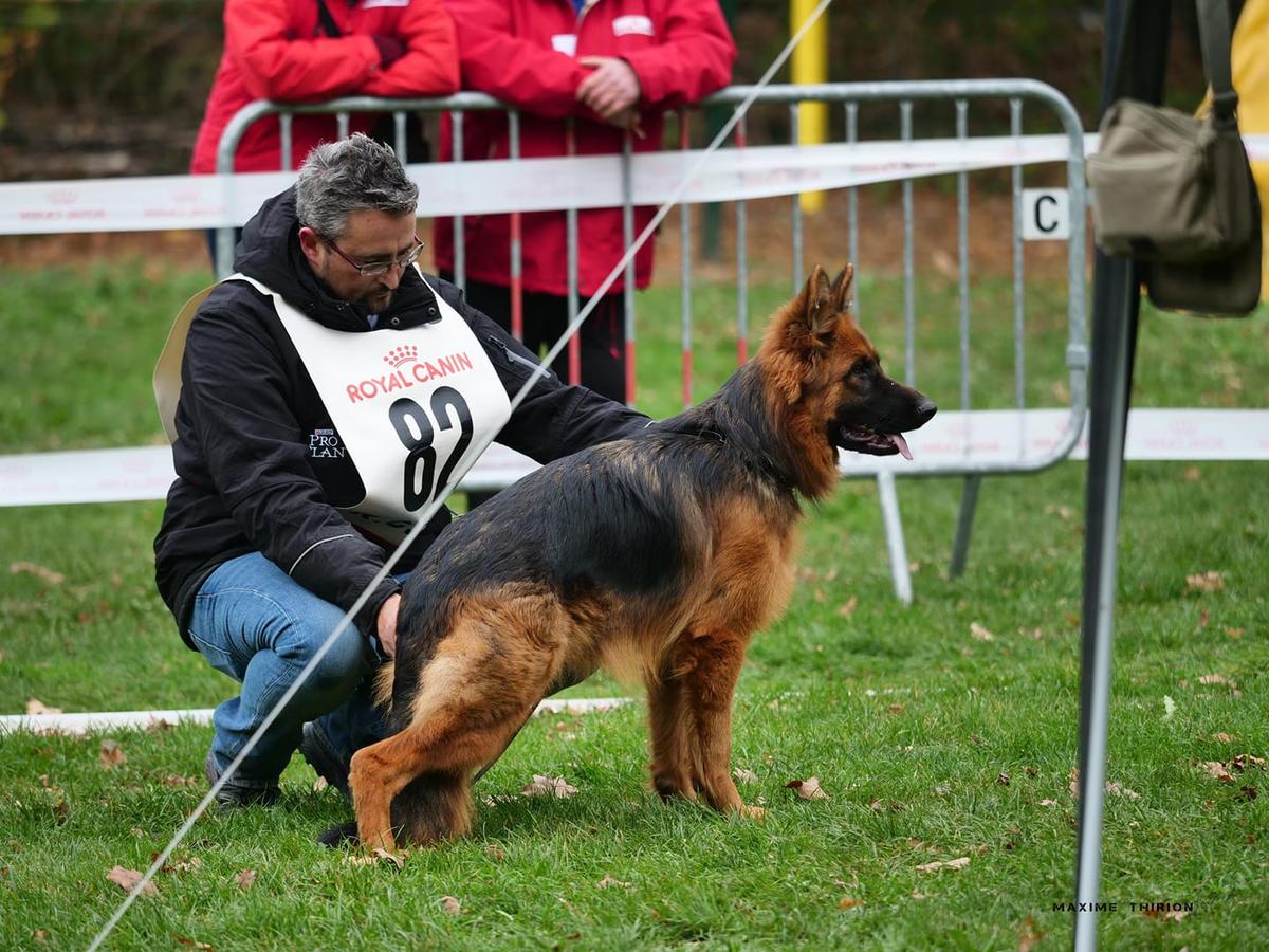 Neissa des trois lieux | German Shepherd Dog 