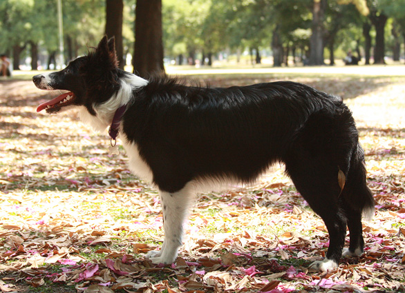 Helena of Crieluc (Kali) | Border Collie 