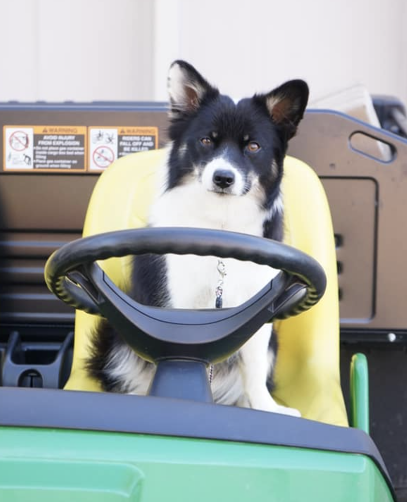 Koltinna Maria Frá Stassa | Icelandic Sheepdog 