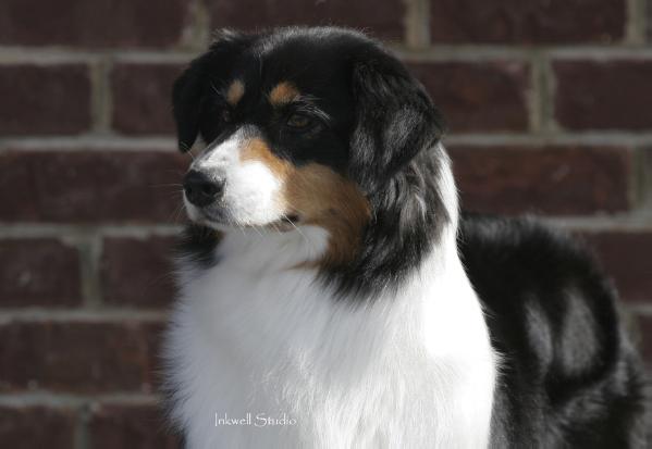 Milwin's Double Feature | Australian Shepherd 