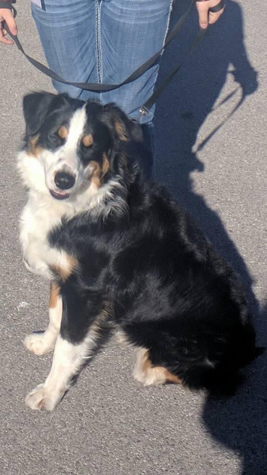 Bar F Cowboy Bob | Australian Shepherd 