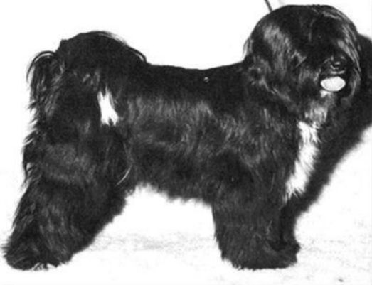 NYISCHANG-LA INDUR | Tibetan Terrier 