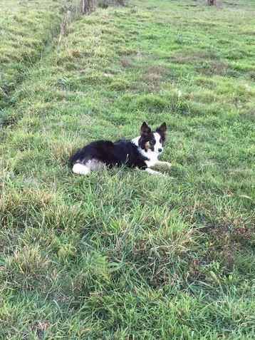 Adaira De Diamons Kho-I-Noor | Border Collie 