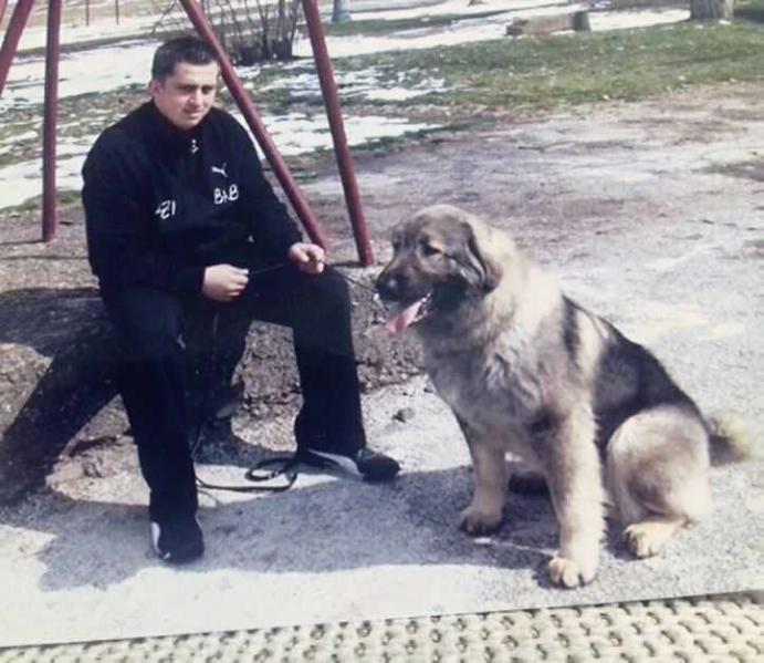 B-Ursa | Yugoslavian Shepherd Dog-Sarplaninac 