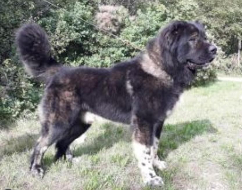 Diamant atlanta iz stolitsy sibiri | Caucasian Mountain Dog 