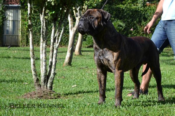 Southernpepper Jack Sparrow | Bullmastiff 