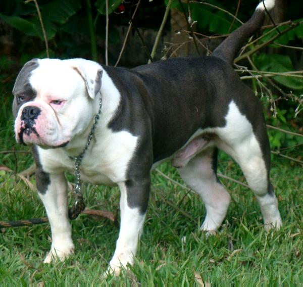 Bullforce Blue Euro | Olde English Bulldogge 