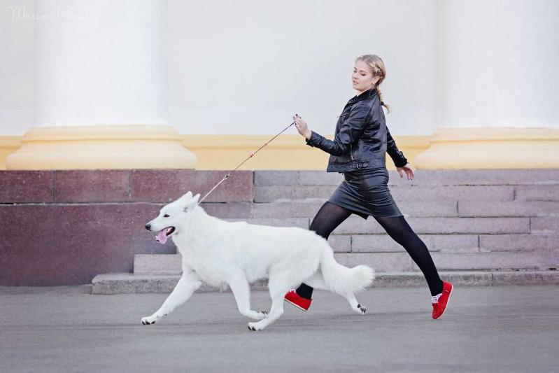 RES - Brother | White Swiss Shepherd Dog 