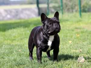 STORE LINDE'S KLEOS LE REGAL | French Bulldog 