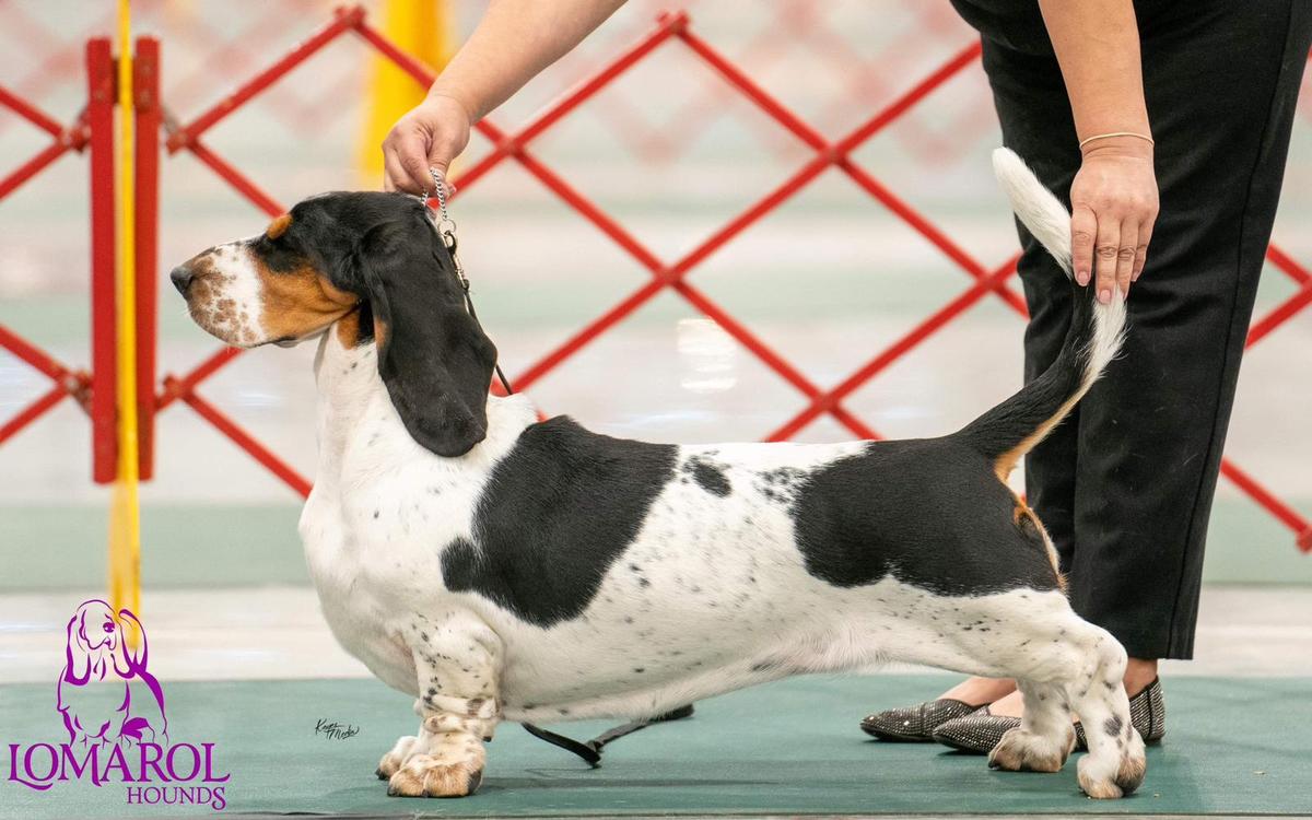 Lomarol Hounds Izel | Basset Hound 