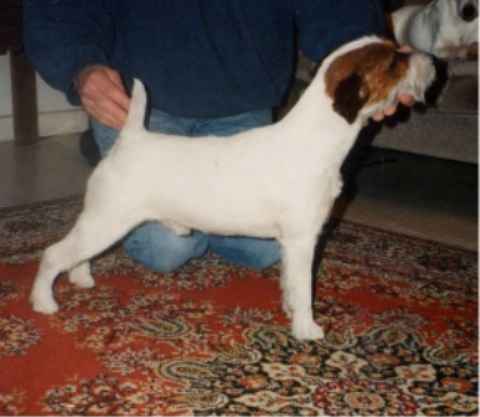 Raindancer | Parson Russell Terrier 