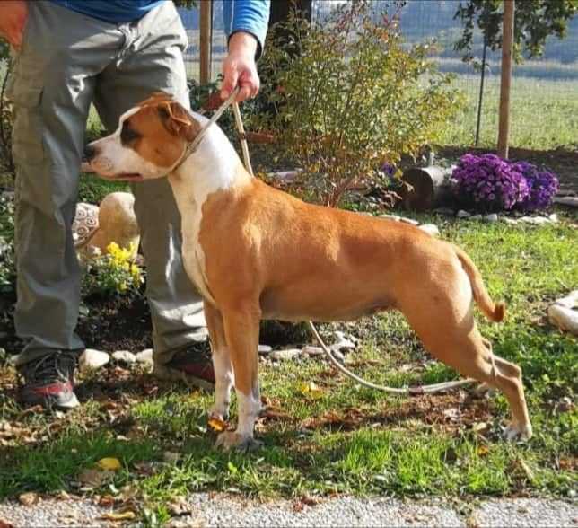 Moon Rock Landi's Trudy | American Staffordshire Terrier 