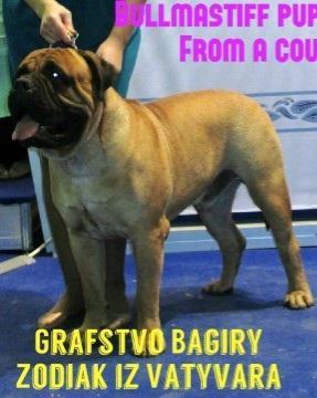 ZODIAK GRAFSTVO BAGIRY IZ VATUVARA | Bullmastiff 