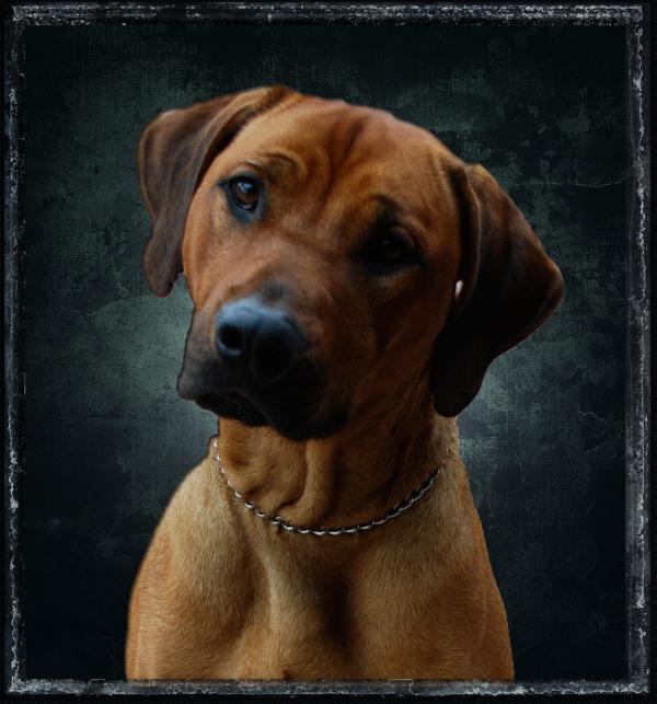 Presidio's Spiff | Rhodesian Ridgeback 