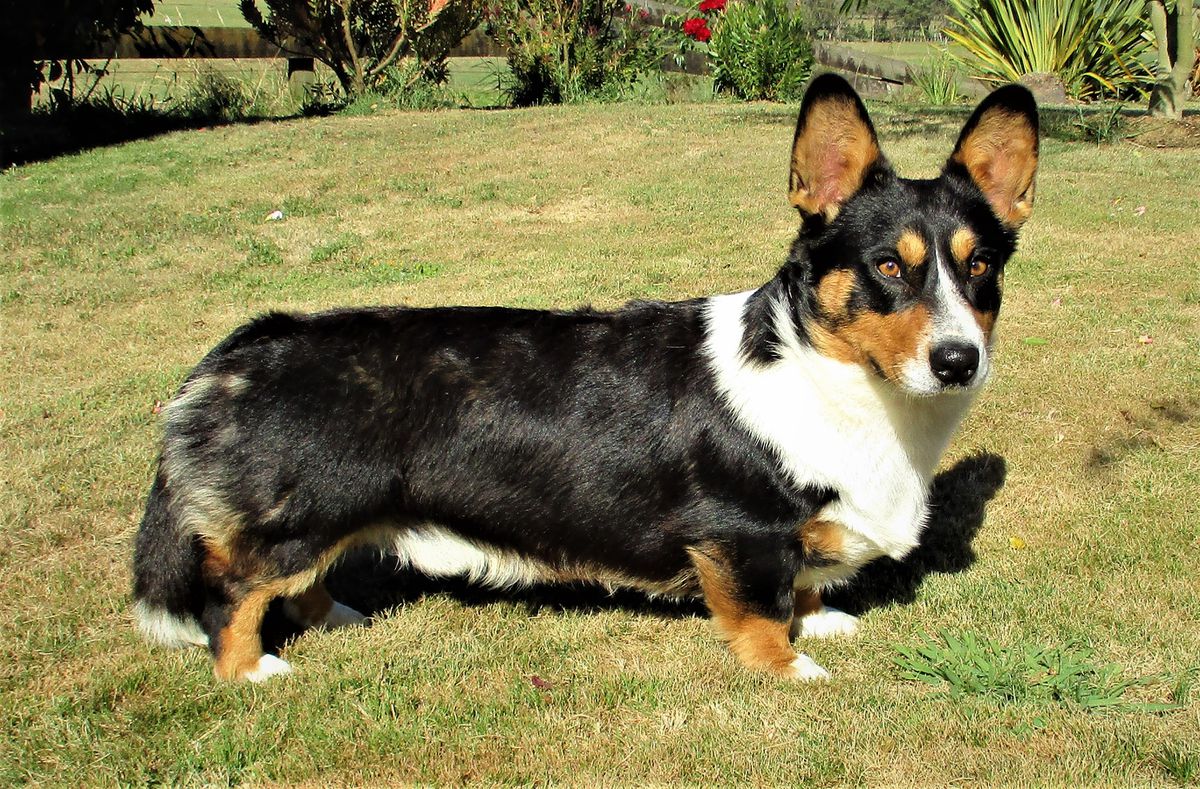 Mandene Cymric Vargus at Copperleaf | Cardigan Welsh Corgi 