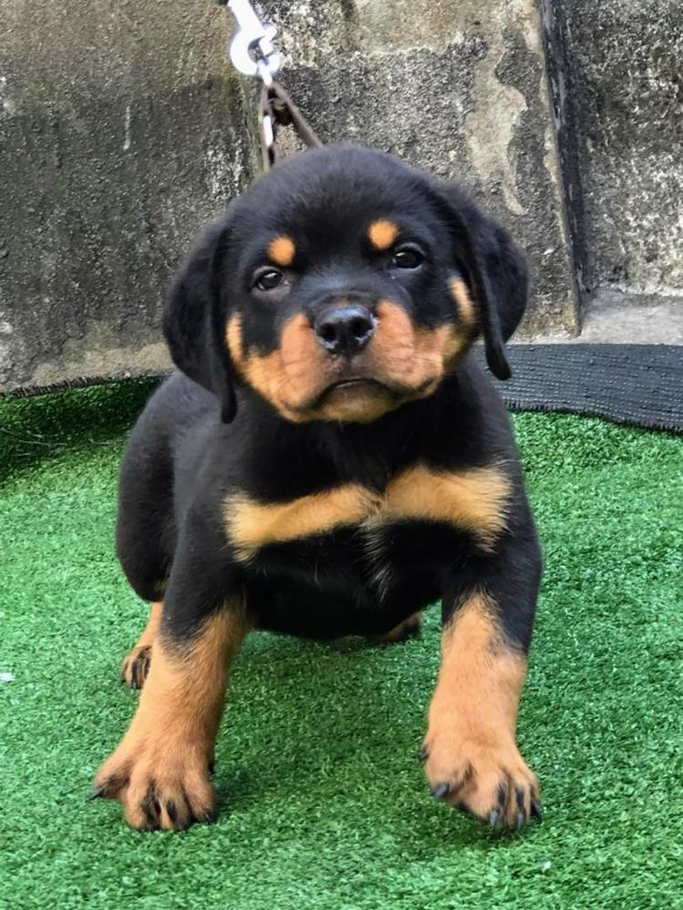 Bobby of Forever Rich Kennel | Rottweiler 