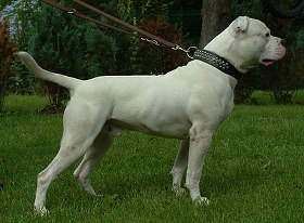 White Angels Buster | American Bulldog 