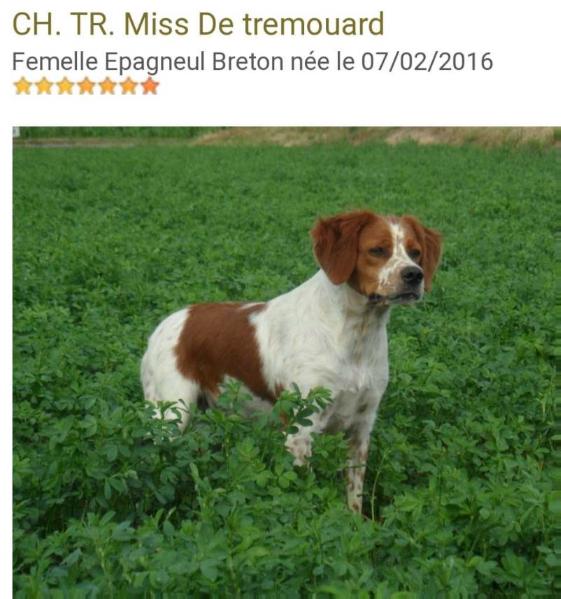 MISS de Tremouard | Brittany 
