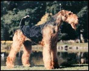 Saredon The Jazzsinger | Airedale Terrier 