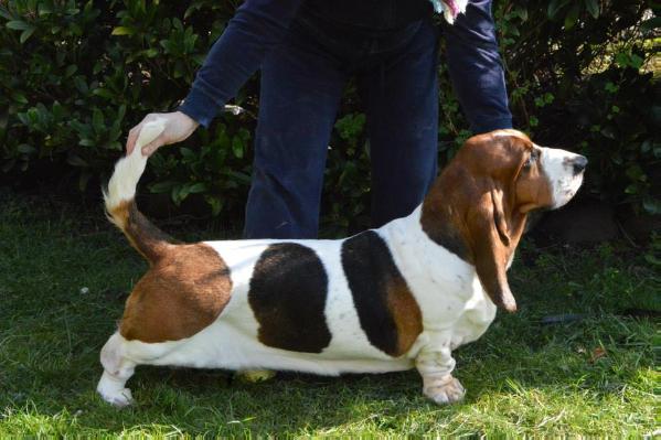 NewDown bassets Mira Bella | Basset Hound 