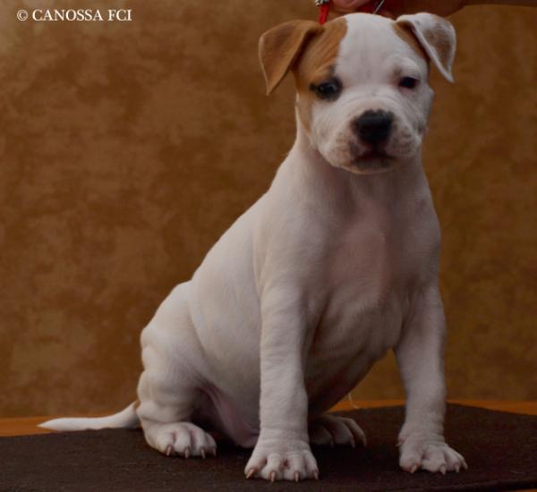 FABULOUS BOY FROM RIO  Canossa | American Staffordshire Terrier 