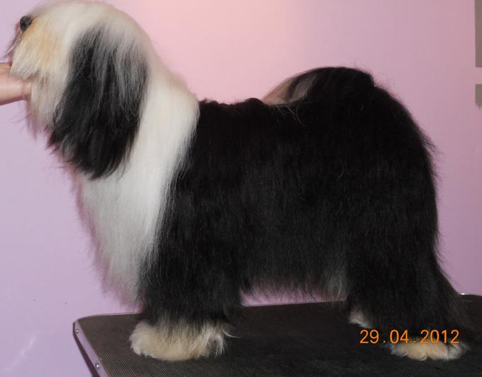 GULGATES ICE SPIE | Tibetan Terrier 