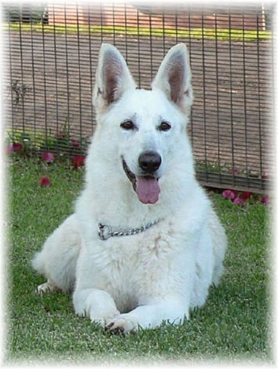 Brittney Blue Star of Snowey River | White Swiss Shepherd Dog 