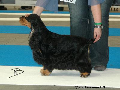 Ipsilon de Piedra Tres Cuadernas | English Cocker Spaniel 