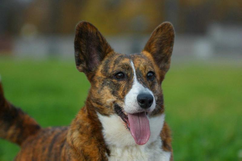 PIRTEK LA MUSIKA LENTA | Cardigan Welsh Corgi 