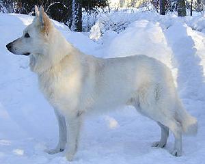 Crystal Moon'S Twinkling Ice | White Swiss Shepherd Dog 