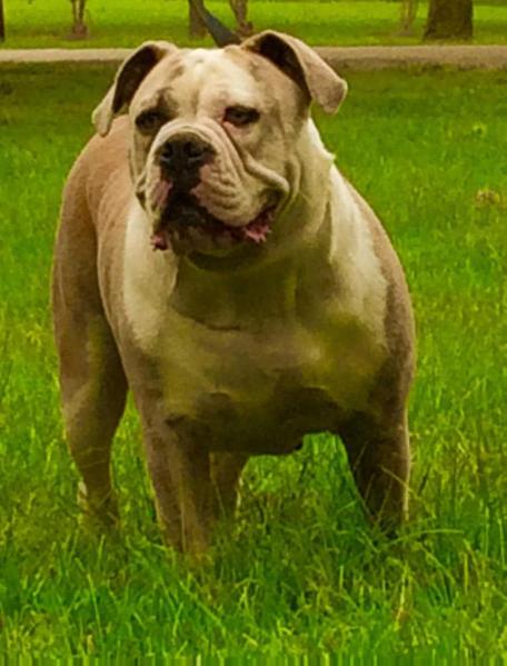 Bias' Poison Ivy | Olde English Bulldogge 