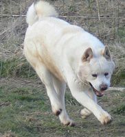 Be White Buck The Snow Warrior Des TDN | Akita 