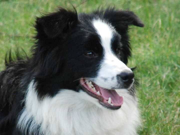 SILENT DREAMS LAYLA | Border Collie 