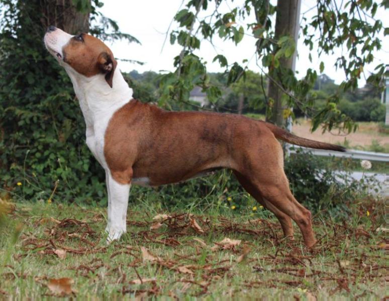 Celt and Dac Noblesse Arkana | American Staffordshire Terrier 
