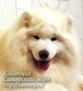 Belyi Volk Zwezda Yamala | Samoyed 