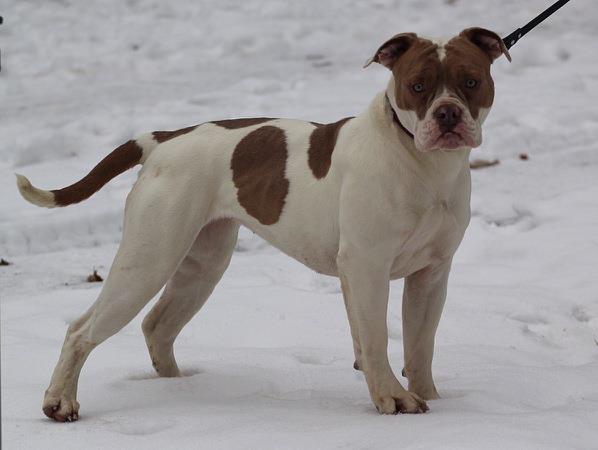 Alexis' Bulldogs Emerald of Simply Incred-a-bull | American Bulldog 