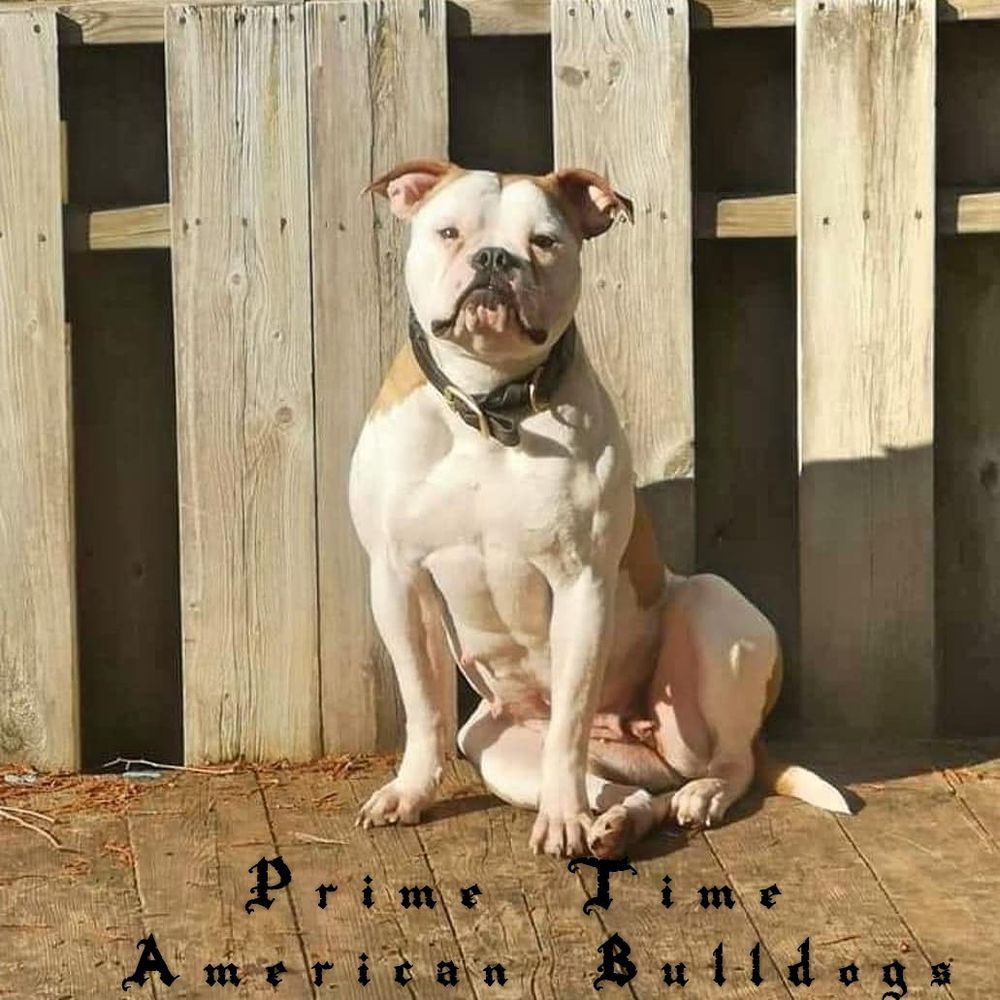 Prime Time's Vegas Nights of Empire | American Bulldog 