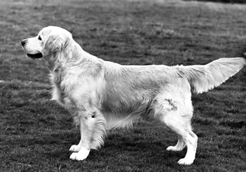 Camrose Fabius Tarquin | Golden Retriever 