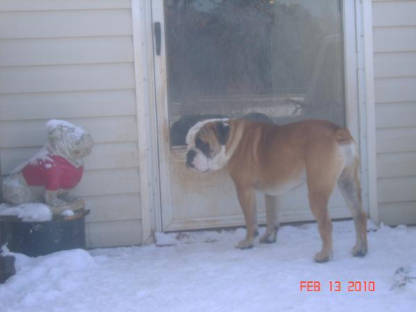 Gallants Silver Bullet | Olde English Bulldogge 