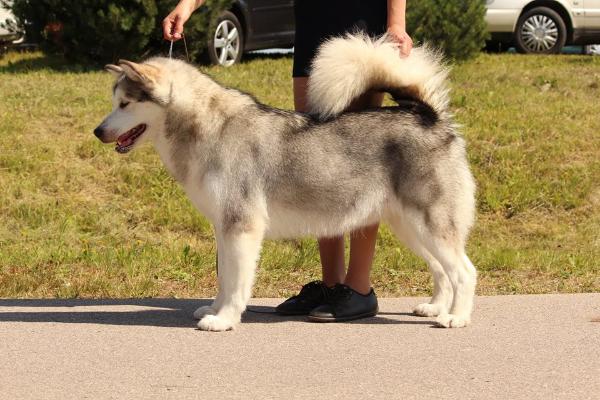 Manto Di Neve Vilnoja | Alaskan Malamute 