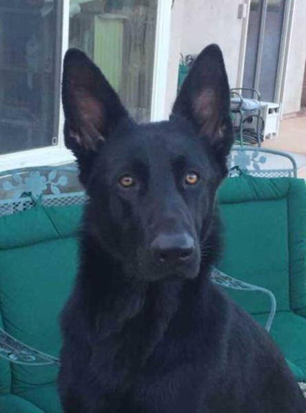 Sera Von Danubius | German Shepherd Dog 