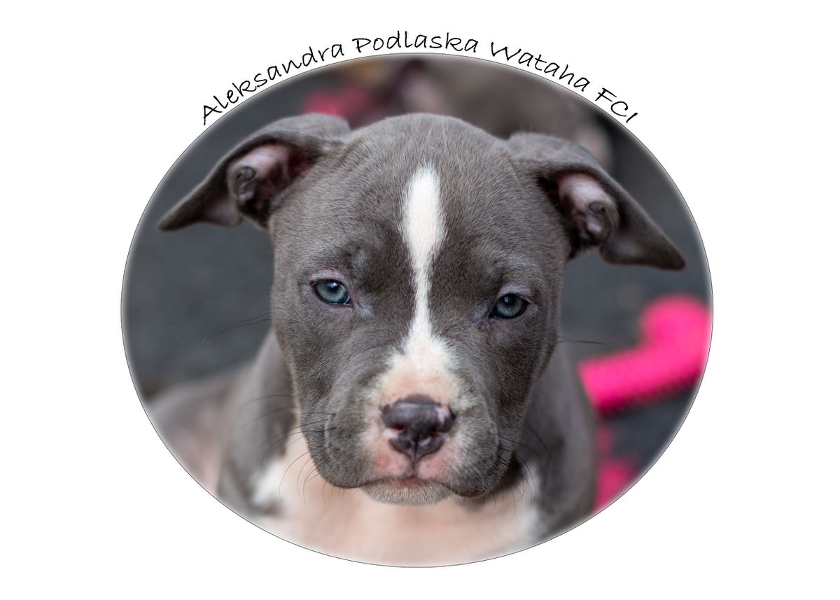 ALEKSANDRA Podlaska Wataha | American Staffordshire Terrier 